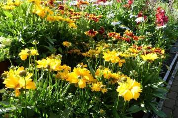 Vivaces de la production Fleurs Lisch