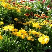 Vivaces de la production Fleurs Lisch