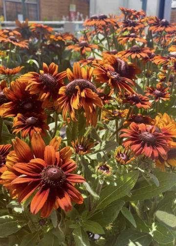 Vivaces de la production Fleurs Lisch