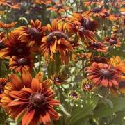 Vivaces de la production Fleurs Lisch