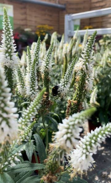 Vivaces de la production Fleurs Lisch