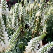 Vivaces de la production Fleurs Lisch