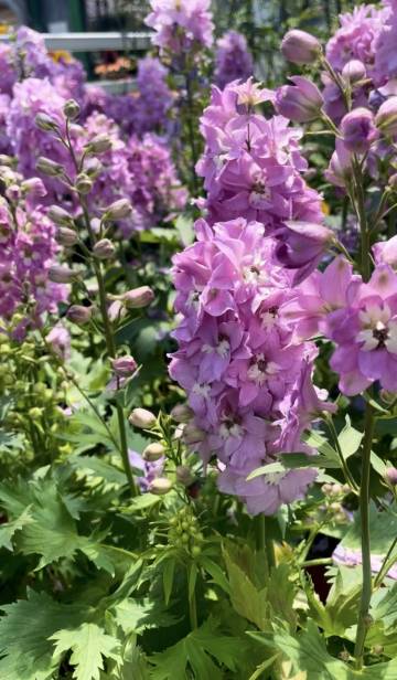 Vivaces de la production Fleurs Lisch