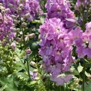 Vivaces de la production Fleurs Lisch