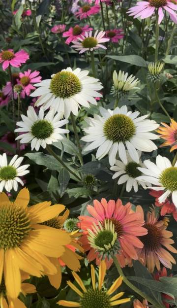 Vivaces de la production Fleurs Lisch