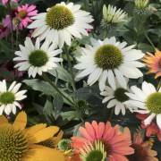 Vivaces de la production Fleurs Lisch