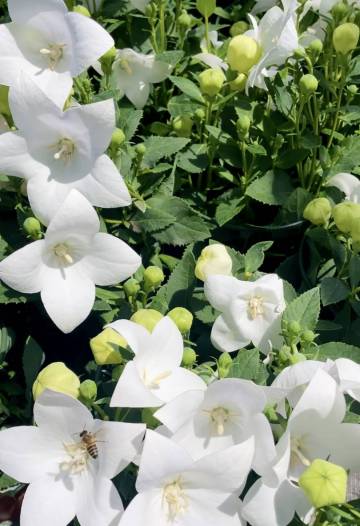 Vivaces de la production Fleurs Lisch