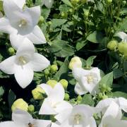 Vivaces de la production Fleurs Lisch