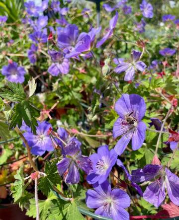 Vivaces de la production Fleurs Lisch