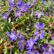 Vivaces de la production Fleurs Lisch