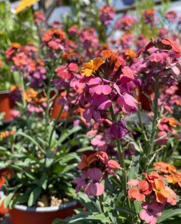 Vivaces de la production Fleurs Lisch