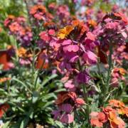 Vivaces de la production Fleurs Lisch