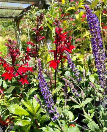 Vivaces de la production Fleurs Lisch