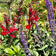 Vivaces de la production Fleurs Lisch