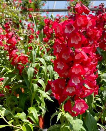 Vivaces de la production Fleurs Lisch