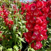 Vivaces de la production Fleurs Lisch