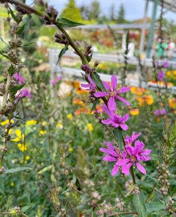 Vivaces de la production Fleurs Lisch