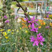 Vivaces de la production Fleurs Lisch