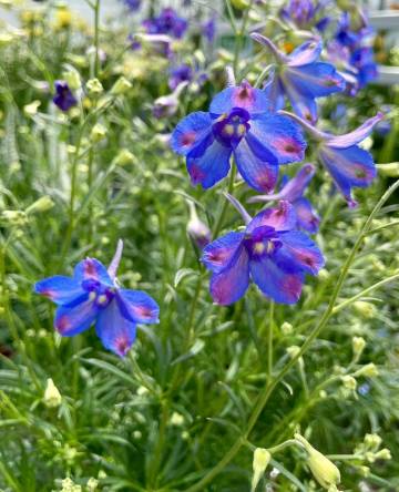 Vivaces de la production Fleurs Lisch