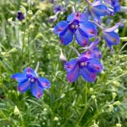 Vivaces de la production Fleurs Lisch