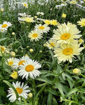 Vivaces de la production Fleurs Lisch