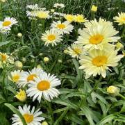 Vivaces de la production Fleurs Lisch