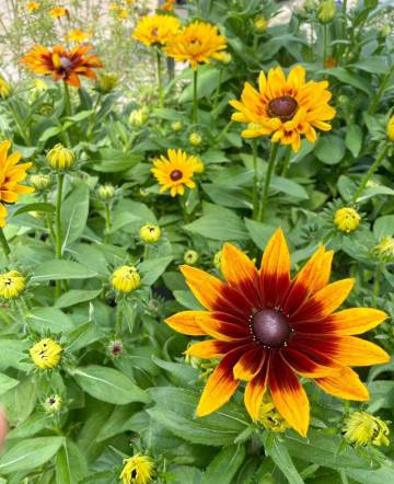 Vivaces de la production Fleurs Lisch