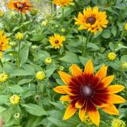 Vivaces de la production Fleurs Lisch