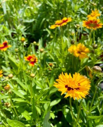 Vivaces de la production Fleurs Lisch