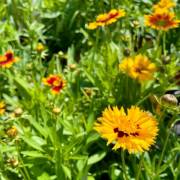 Vivaces de la production Fleurs Lisch