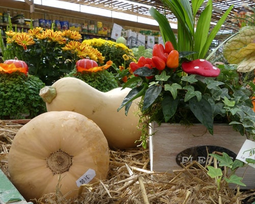 courges
