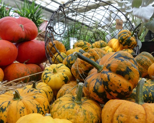 courges